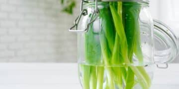 Don't Throw Away Money: Regrow Vegetables from Grocery Scraps - Cover Image
